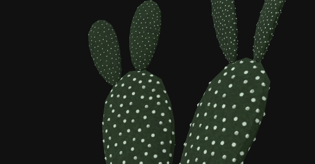 Bunny Eared Cactus